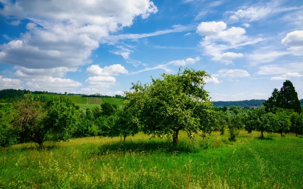 Symbolbild: Idyllic view of green orchard under a vibrant blue sky in Pforzheim, Germany, showcasing natural beauty.