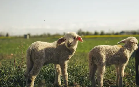 Symbolbild: Two adorable lambs standing in a green field under bright sunlight, surrounded by nature.