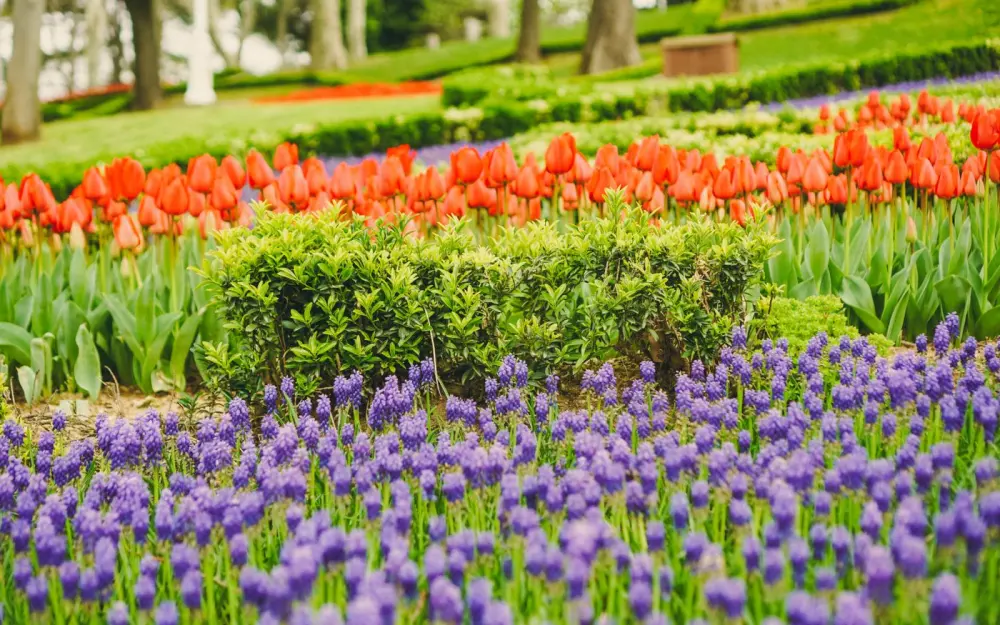 Symbolbild: Captivating spring garden with red tulips and purple hyacinths in full bloom.