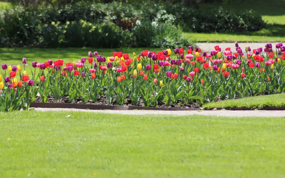 Symbolbild: A colorful display of tulips in an Ontario park, capturing the essence of spring in a vibrant outdoor setting.