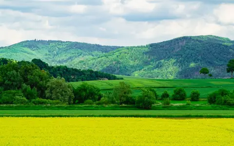 Symbolbild: Bright yellow flower field with lush green hills and blue sky, capturing the essence of nature.
