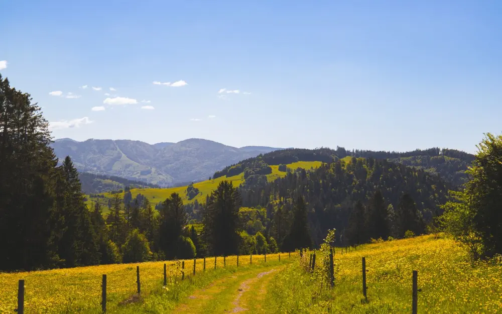 Symbolbild: Breathtaking view of Black Forest hills and meadows under a clear blue sky.