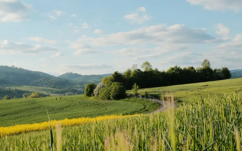 Symbolbild: A picturesque countryside scene featuring lush green fields under a clear blue sky.