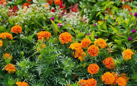 Symbolbild: A colorful display of marigolds and other blooms in Toronto's park during summer, creating a lively garden scene.