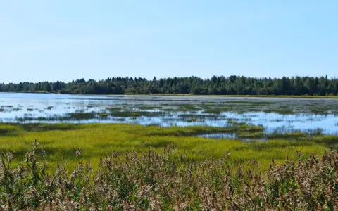 Symbolbild: Idyllic view of wetlands with lush greenery in Haparanda, Sweden.
