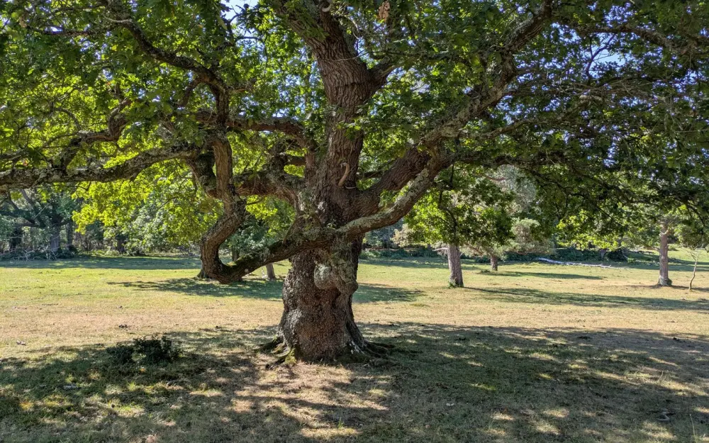 Symbolbild: A large oak tree with sprawling branches in the sunlit countryside of England, showcasing natural beauty.