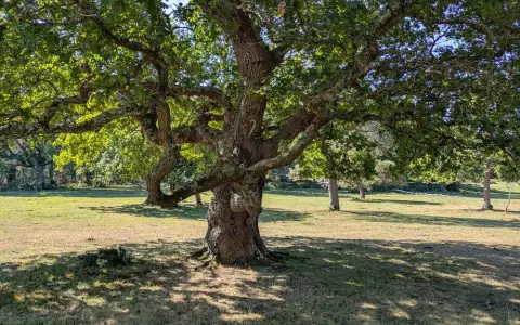 Symbolbild: A large oak tree with sprawling branches in the sunlit countryside of England, showcasing natural beauty.