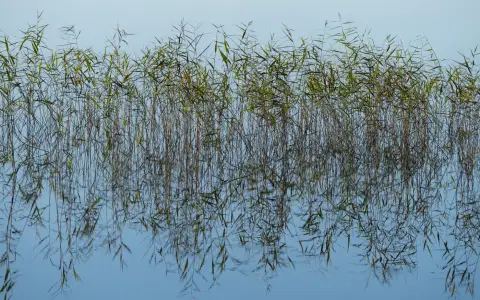 Symbolbild: A tranquil scene of water reeds reflecting in a still, clear lake under a blue sky.
