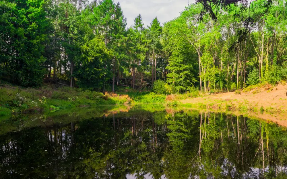 Symbolbild: Serene forest scene featuring a calm pond with reflections of lush green trees, embodying peacefulness and nature.