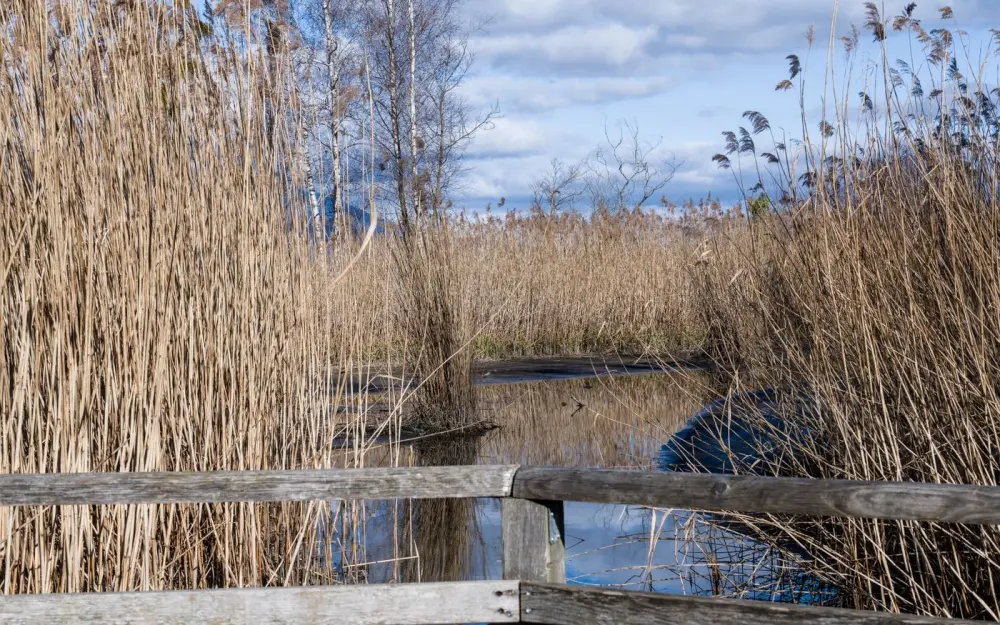Symbolbild: Tranquil scene of a marshland with tall reeds and a rustic wooden fence under a clear sky.