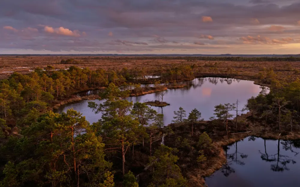 Symbolbild: A serene view of Estonia's Marimetsa Raba with ponds surrounded by lush forest at sunset.