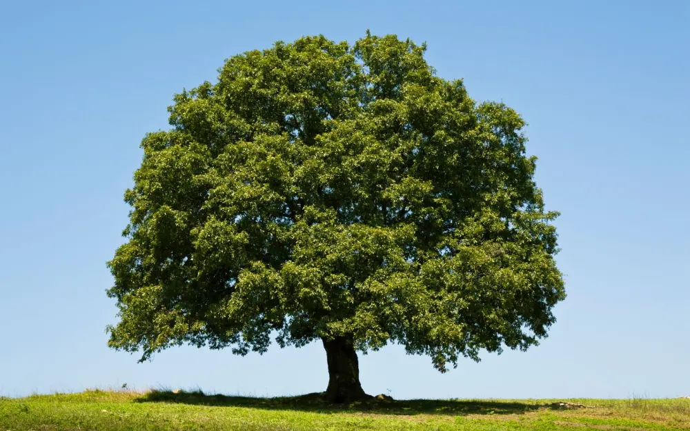 Symbolbild: A solitary oak tree stands proudly against a clear blue sky in a serene summer landscape.