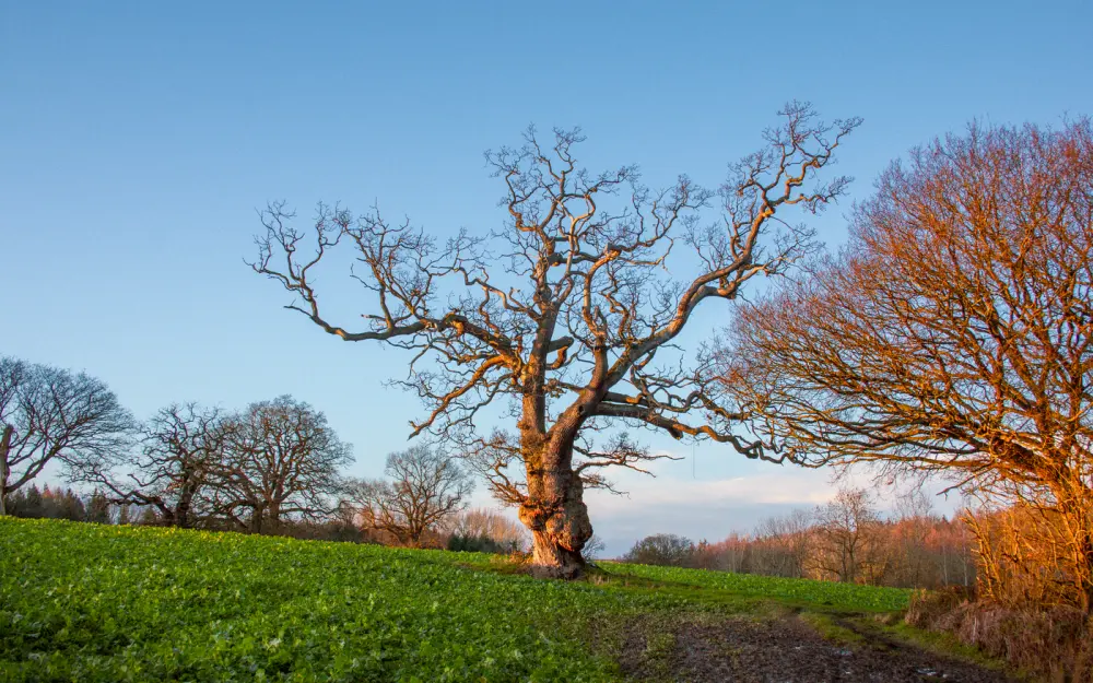 Symbolbild: A gnarled old tree stands in a lush winter field during golden hour in England.