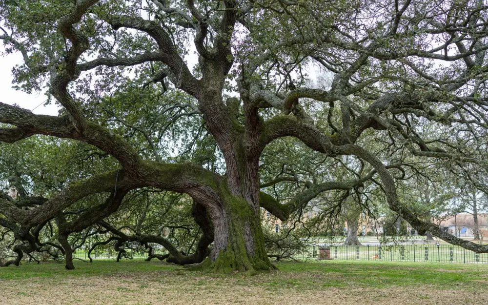 Symbolbild: A sprawling live oak tree in a serene park setting, showcasing its magnificent branches.