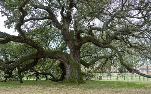 Symbolbild: A sprawling live oak tree in a serene park setting, showcasing its magnificent branches.