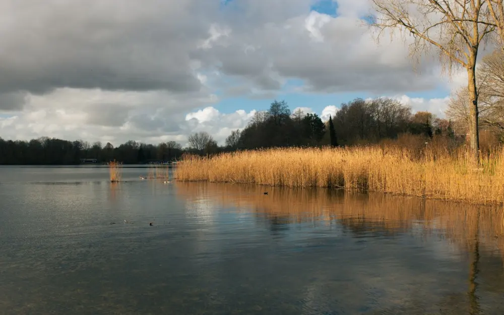 Symbolbild: Serene view of a calm lake with golden reeds and dramatic clouds.
