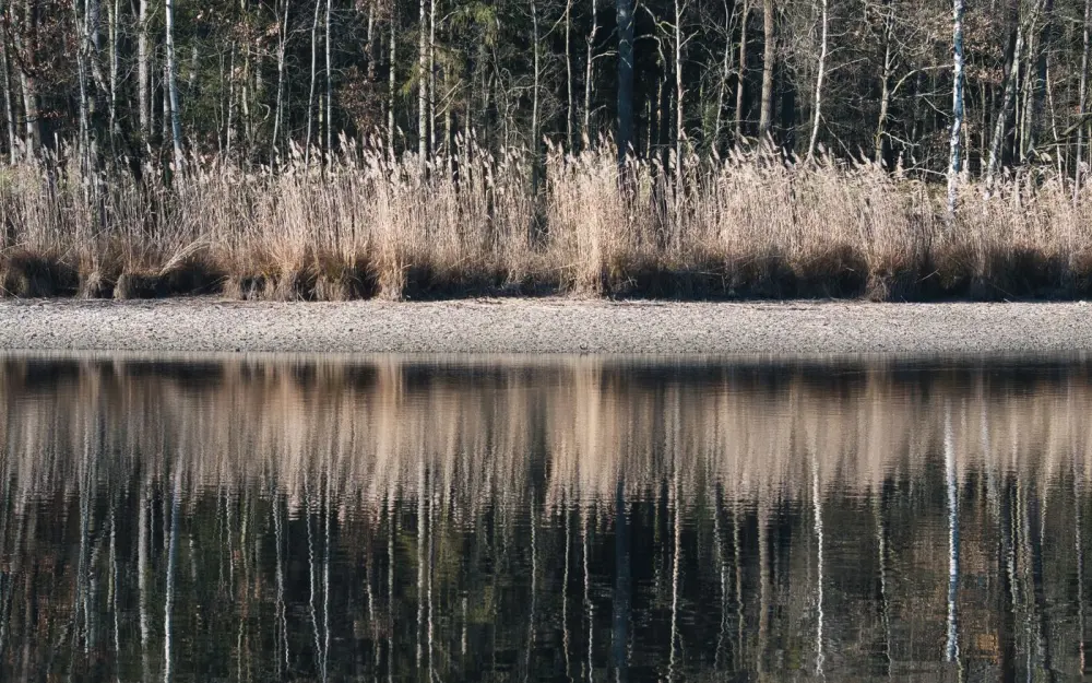Symbolbild: Serene view of reeds reflected on a calm forest lake, offering a tranquil natural scene.