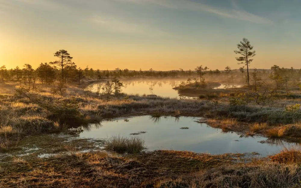Symbolbild: Capture of a peaceful sunrise over a misty bog with tranquil reflections and natural beauty.
