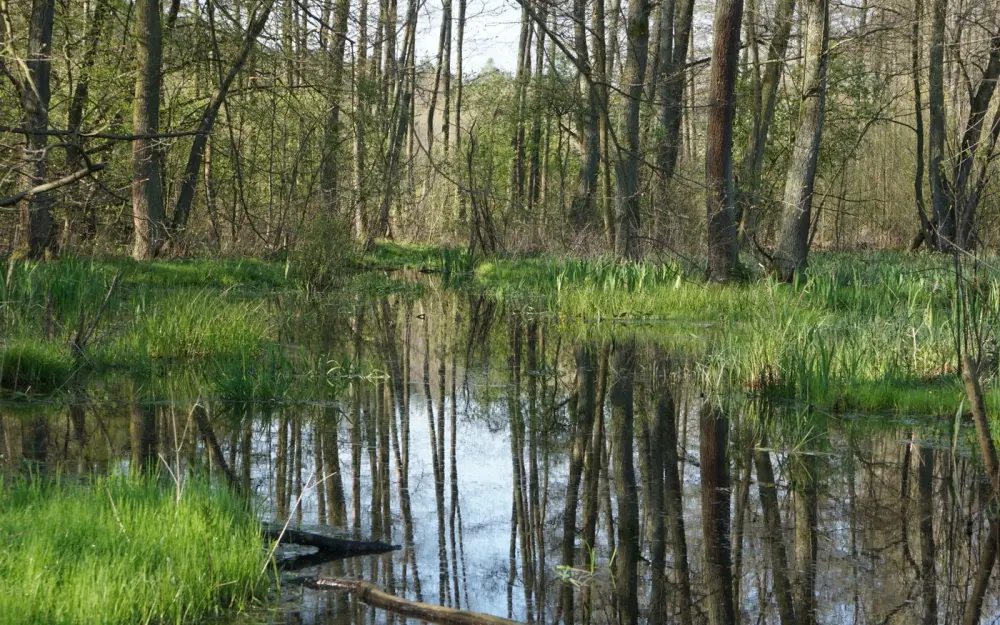 Symbolbild: A tranquil forest scene with trees reflected in a calm spring pond.