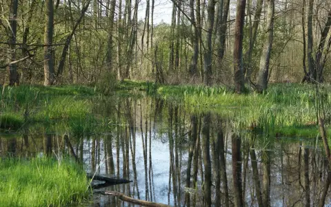 Symbolbild: A tranquil forest scene with trees reflected in a calm spring pond.