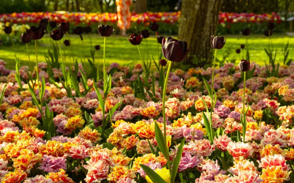 Symbolbild: Vibrant tulip garden with colorful blooms on a sunny spring day.