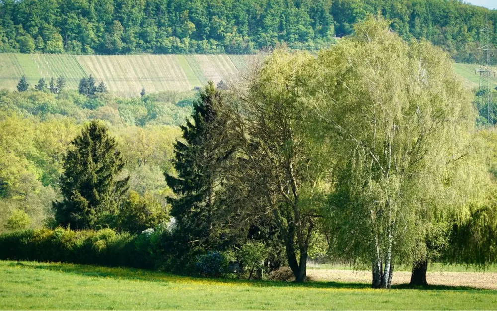 Symbolbild: A lush landscape with trees and hills in Ölbronn-Dürrn, Germany
