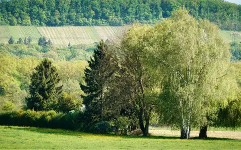 Symbolbild: A lush landscape with trees and hills in Ölbronn-Dürrn, Germany