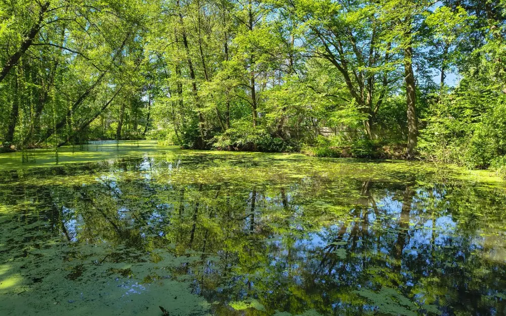 Symbolbild: A tranquil pond with reflections amidst vibrant spring trees, offering a serene nature scene.