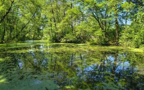Symbolbild: A tranquil pond with reflections amidst vibrant spring trees, offering a serene nature scene.