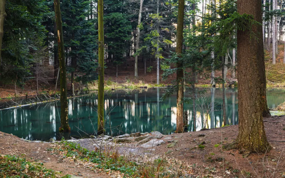 Symbolbild: Serene evergreen forest pond reflecting trees, creating a peaceful natural scene.