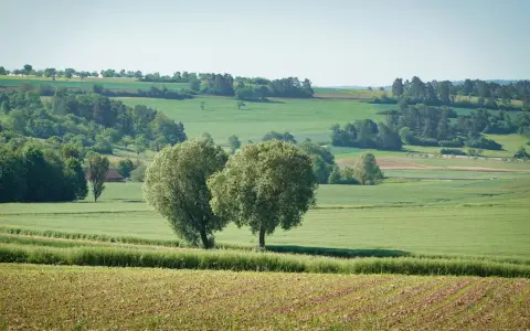 Symbolbild: Scenic view of lush green fields and trees in Friolzheim, Germany.