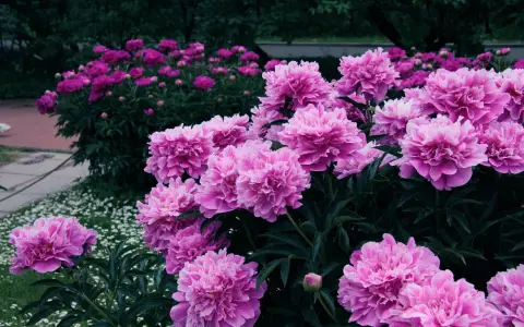 Symbolbild: A lush garden filled with vibrant pink peonies, showcasing their beauty in a natural setting.