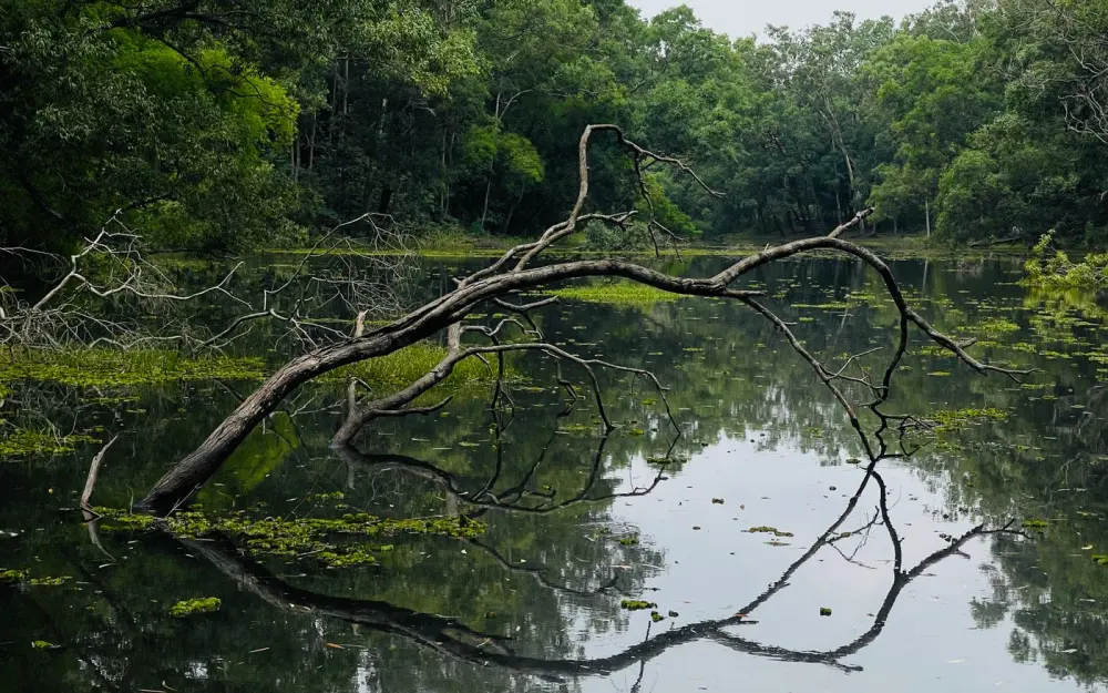 Symbolbild: A tranquil pond in a forest with a fallen branch reflecting in the water.