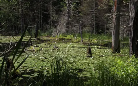 Symbolbild: Serene wetland scene with lily pads and trees in Wrentham, Massachusetts.