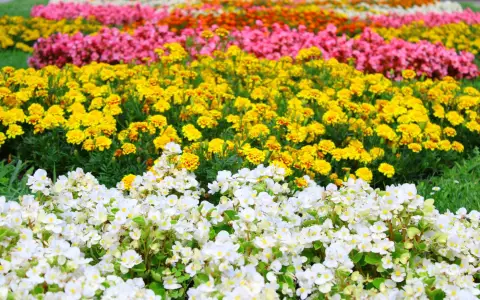 Symbolbild: Vibrant rows of marigolds and begonias in a lush garden, perfect for springtime.