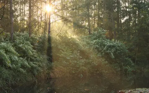 Symbolbild: Sunlight beams through dense forest greenery, casting warm glows over a serene pond.