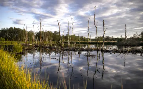 Symbolbild: Capture of a tranquil wetland landscape with bare trees reflecting in the calm water at dusk.