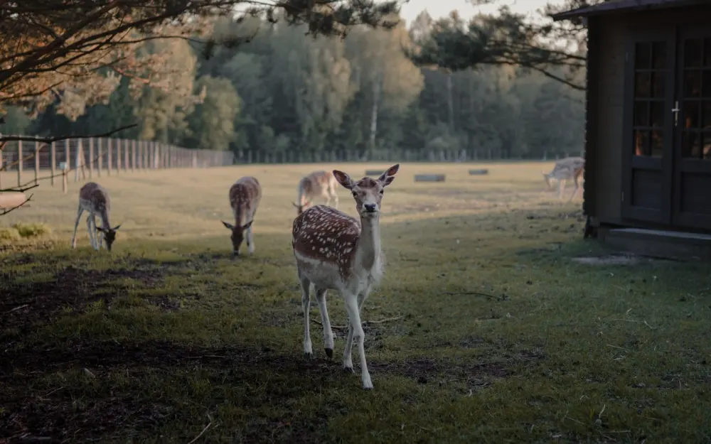 Symbolbild: A serene scene of deer grazing in a rural field surrounded by trees and a fence.