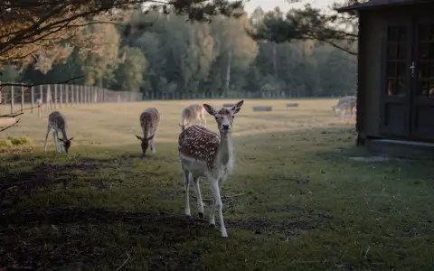 Symbolbild: A serene scene of deer grazing in a rural field surrounded by trees and a fence.