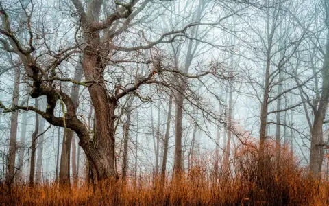 Symbolbild: Leafless trees and yellow grass growing on misty day in autumn forest in countryside