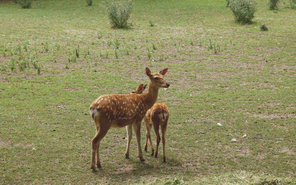 Symbolbild: A pair of spotted deer standing gracefully in a grassy field, perfect wildlife capture.