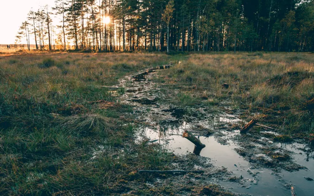 Symbolbild: Scenic view of creek between green and faded grass with high trees illuminated by sun in autumn
