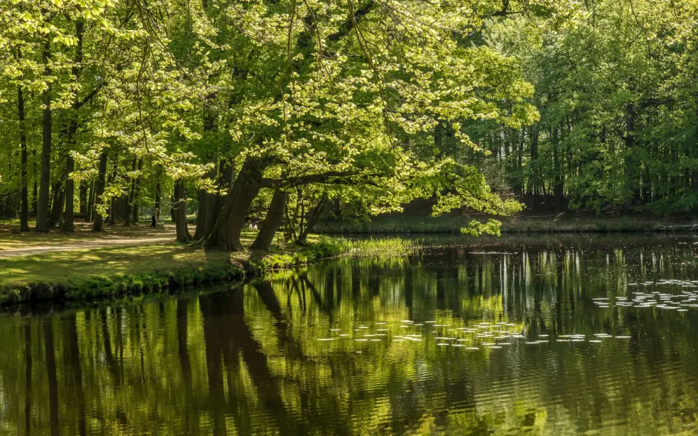 Symbolbild: Lush green forest by a tranquil pond reflecting trees, exuding peace and serenity.