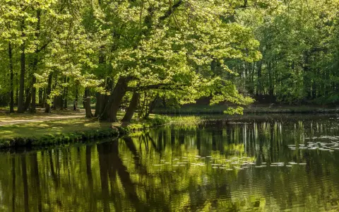 Symbolbild: Lush green forest by a tranquil pond reflecting trees, exuding peace and serenity.