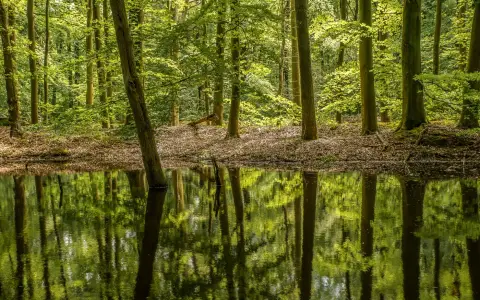 Symbolbild: A peaceful forest scene with reflections of trees on a tranquil pond, capturing nature's serenity.