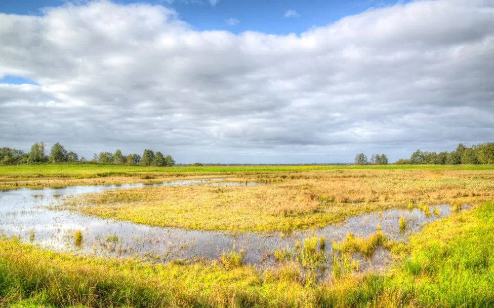 Symbolbild: A serene view of wetlands with lush fields and a vibrant blue sky, captured in summertime.