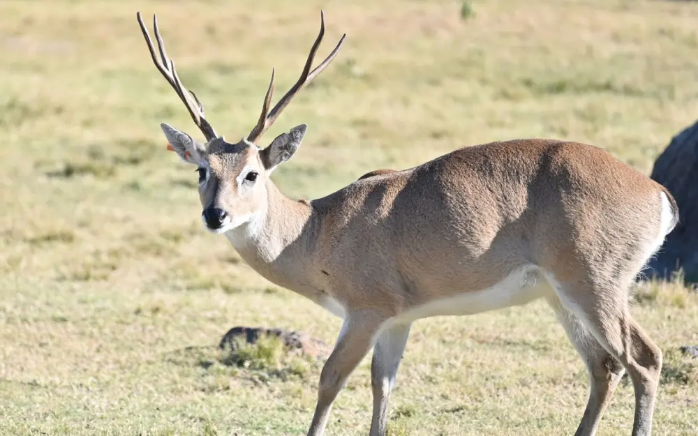 Symbolbild: A deer with impressive antlers stands gracefully in a sunlit field, showcasing nature's beauty.