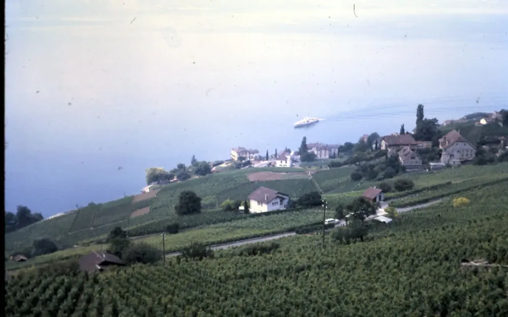 Symbolbild: A peaceful vineyard landscape overlooking a serene lake with distant houses and a boat.