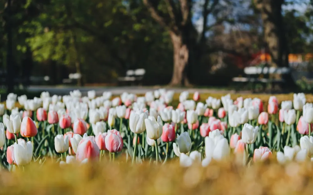 Symbolbild: Pink and white tulips blooming in a sunlit park on a spring day.