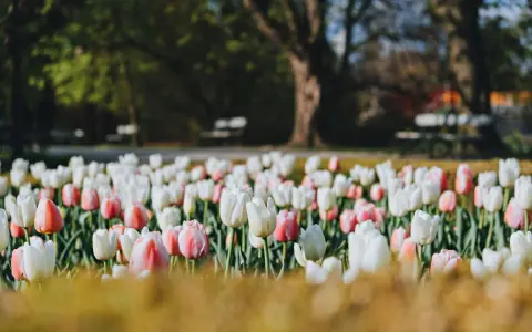 Symbolbild: Pink and white tulips blooming in a sunlit park on a spring day.